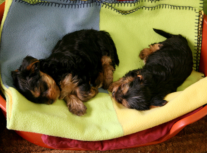 ddos在线攻击平台