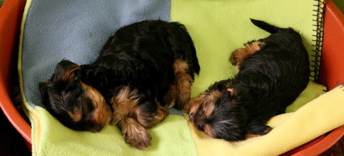 Web漏洞扫描工具